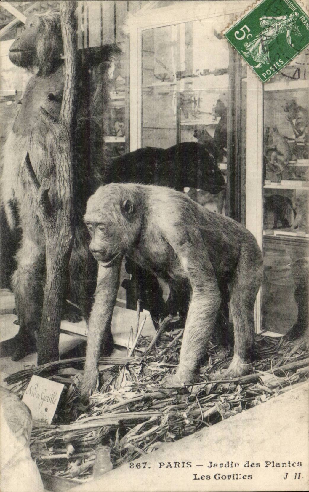 Paris - 5 - Jardin des Plantes - Les Gorillas CPA 