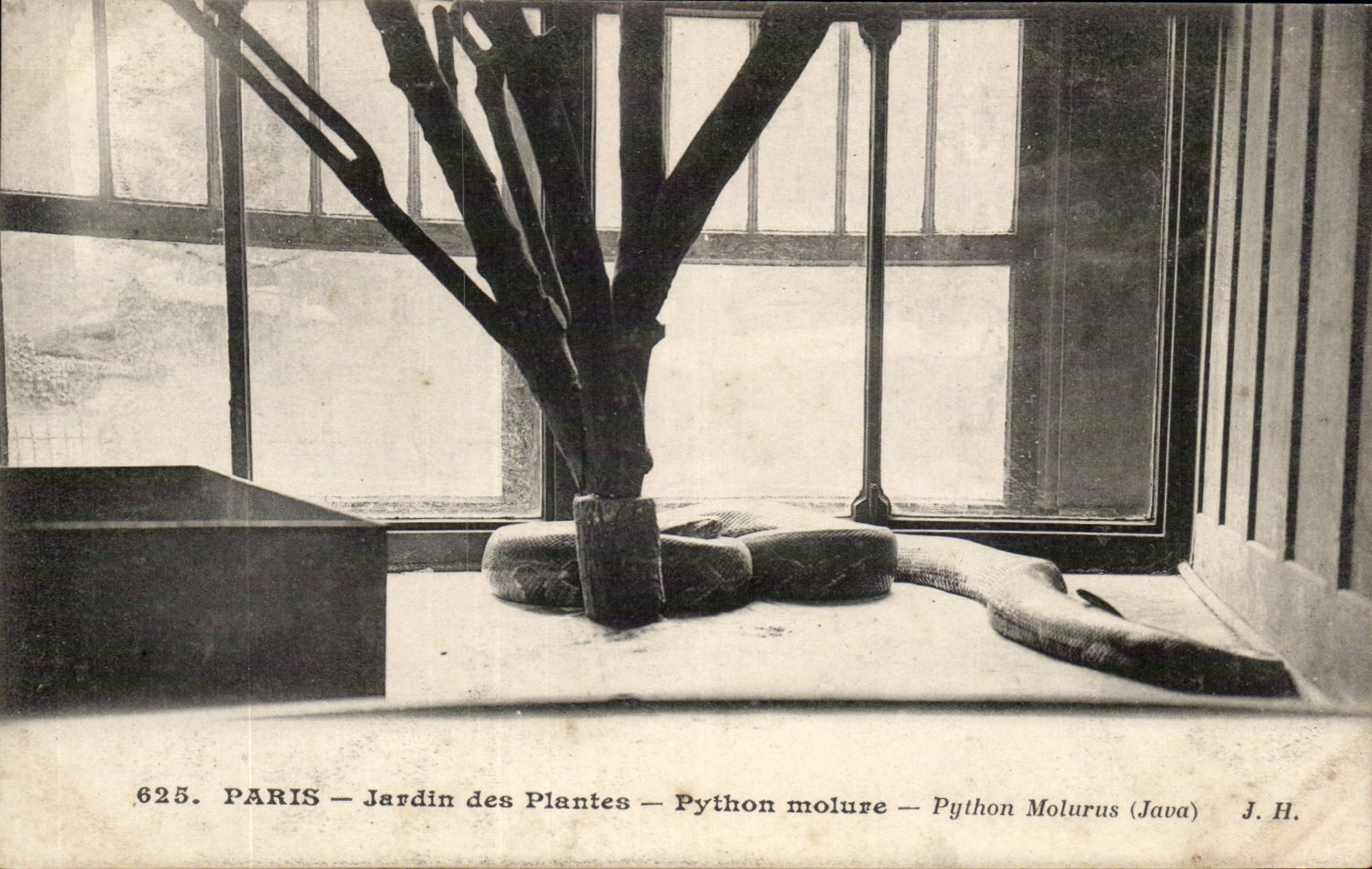 Paris - 5 - Jardin des Plantes - Pythone Molure - serpent - snake CPA 