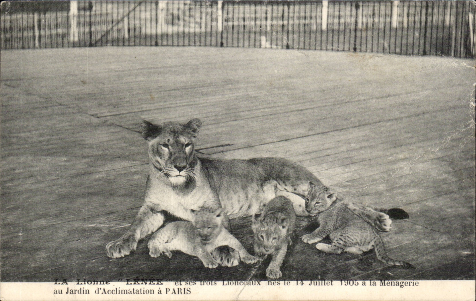 La Lionne "LÉNÉE" et ses trois Lionceaux nés le 14 Juillet 1905 à la Menagerie du Jardin d'Acclimatation à PARIS