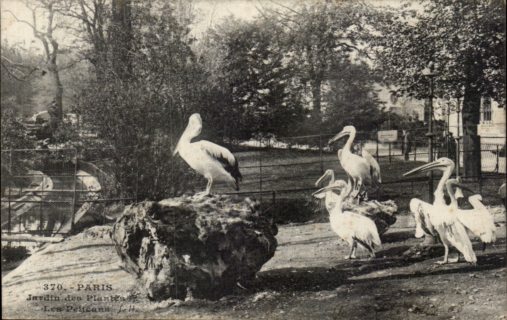 Paris - 5 - Jardin des Plantes - Les Pelicans - CPA 