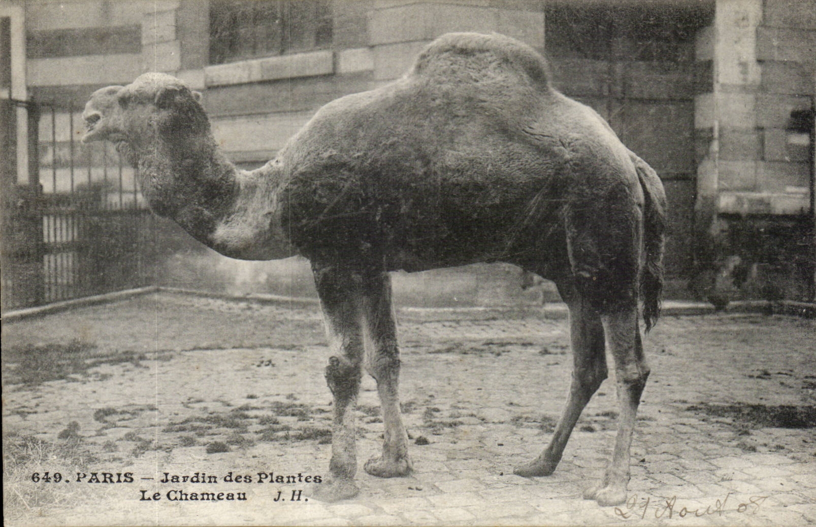 Paris - 5 - Jardin des Plantes - Le Chameau - camel - CPA 