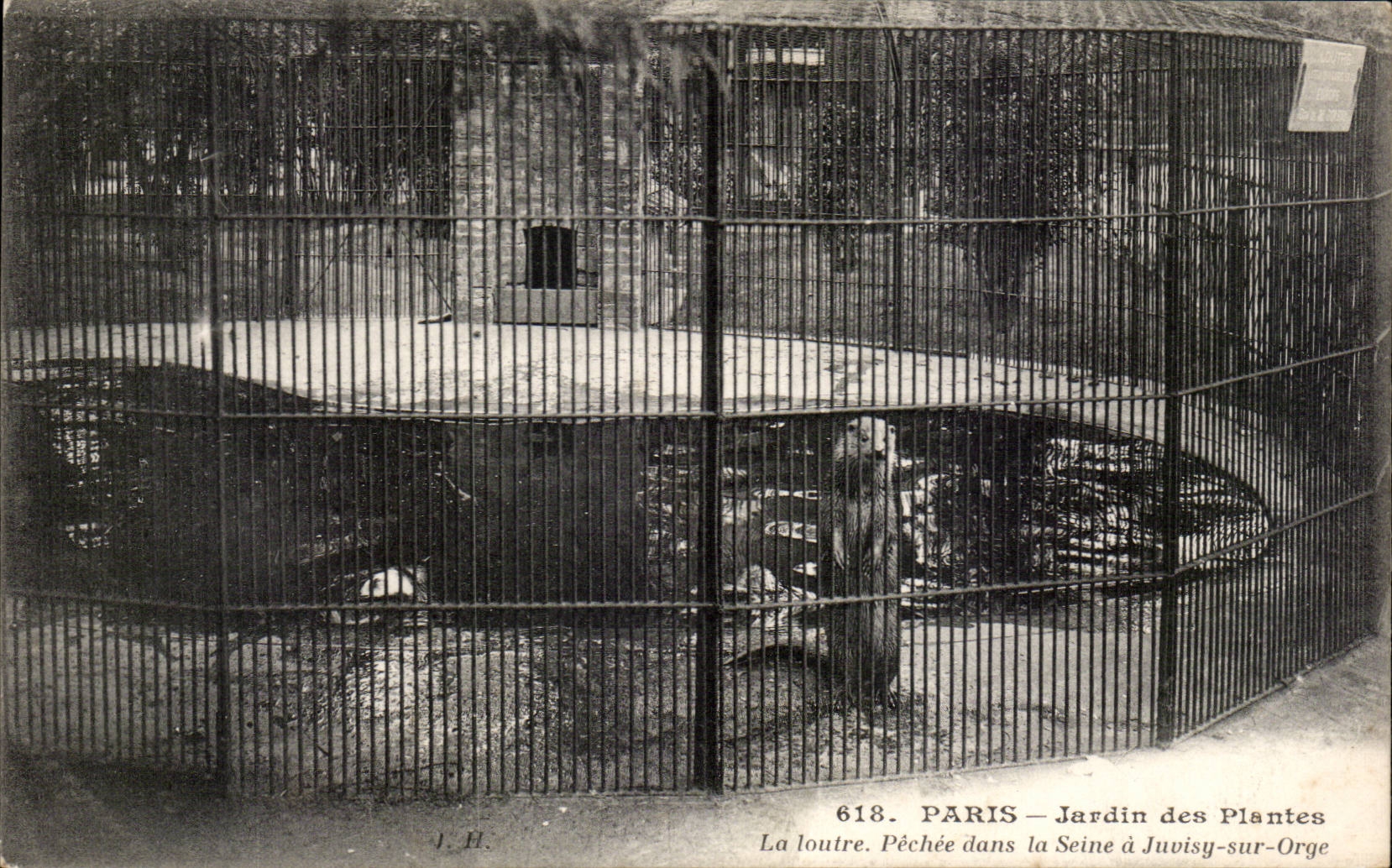 Paris - 5 - Jardin des Plantes - La Loutre pechee dans la Seine - otter - CPA 