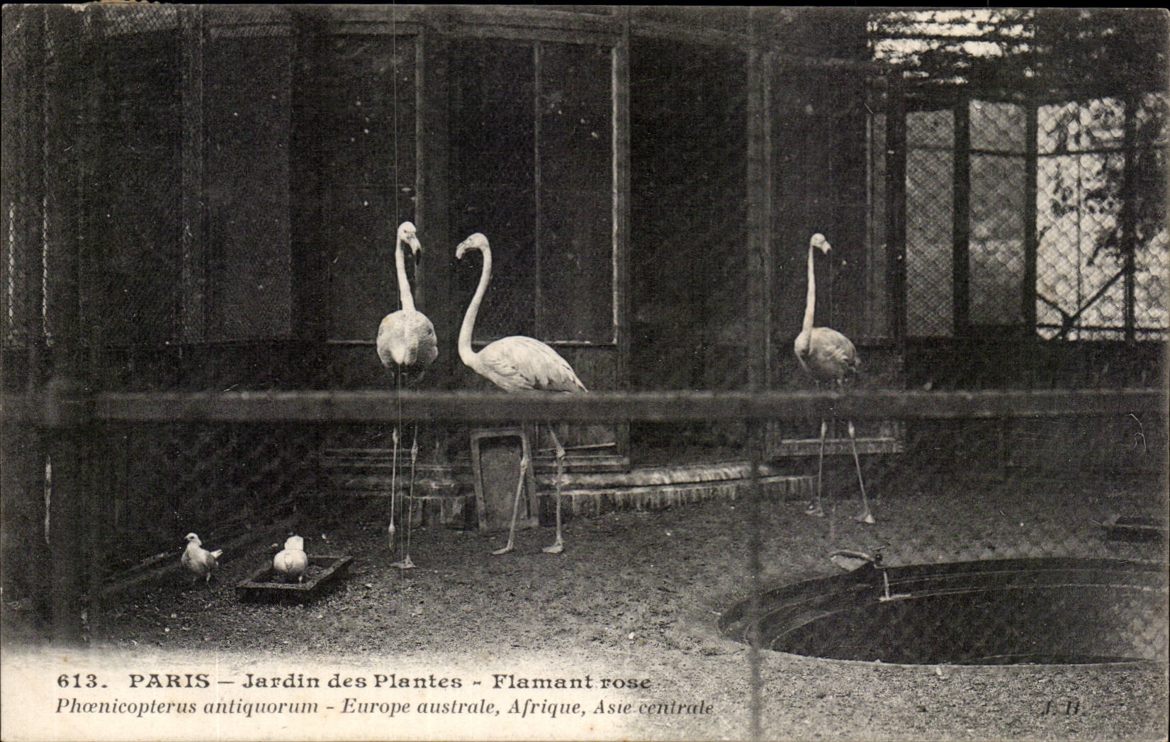 Paris - 5 - Jardin des Plantes - Flamant Roses - Flamingos - otter - CPA 