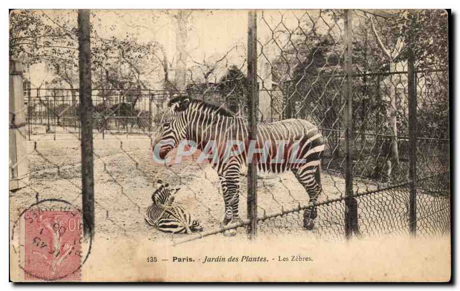 Paris - 5 - Jardin des Plantes - Les Zebres - Zebra - CPA 