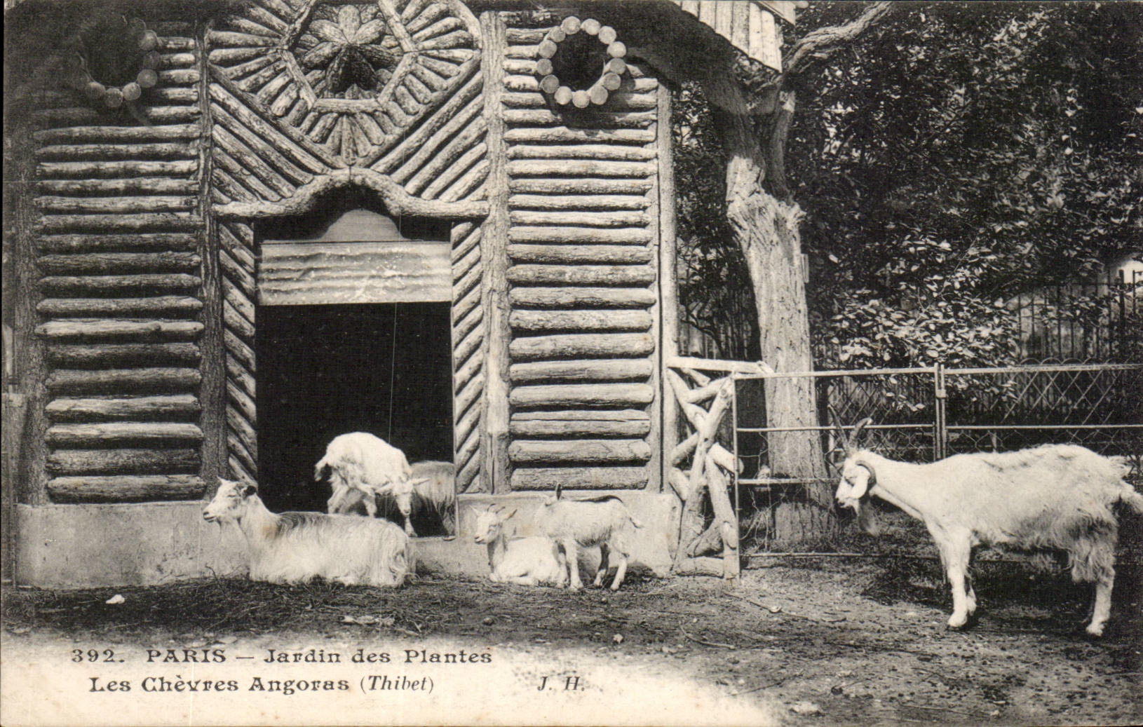 Paris - 5 - Jardin des Plantes - Le Chevres Angora - Angora Goats - CPA 