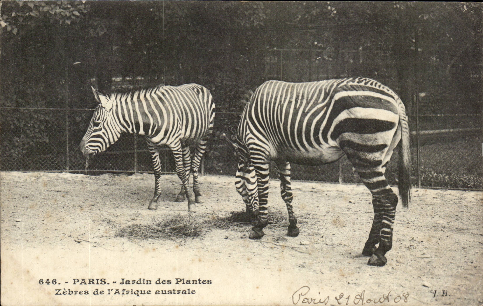 Paris - 5 - Jardin des Plantes - Zebras de l'Afrique Australe - Zebra - CPA 