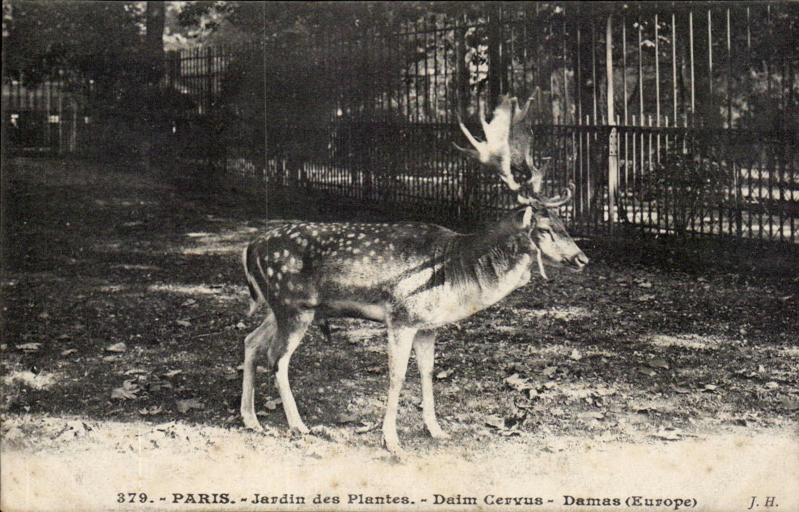 Paris - 5 - Jardin des Plantes - Daim Cervus - Cerf - Deer - CPA 