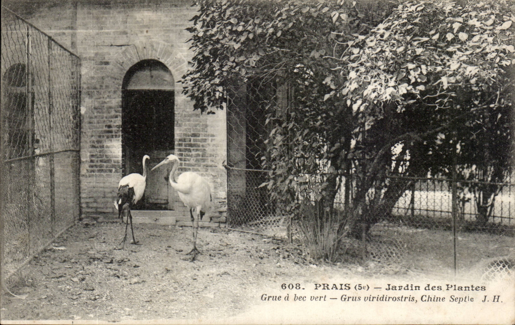 Paris - 5 - Jardin des Plantes - Grue a Bec Vert - oiseau - CPA 