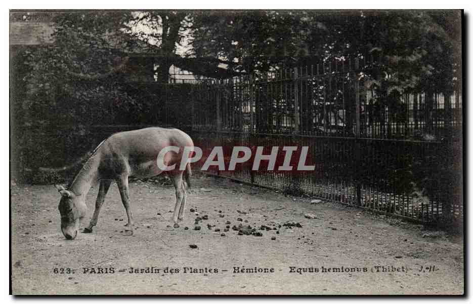 Paris - 5 - Jardin des Plantes - Hemione - thibet - tibet - CPA 