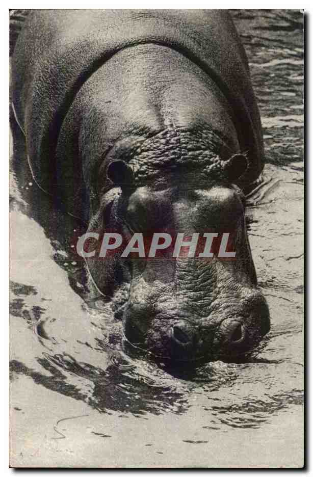 Paris - 12 - Bois de Vincennes - Parc Zooogique - L'Un des Hippopotames - CPA 
