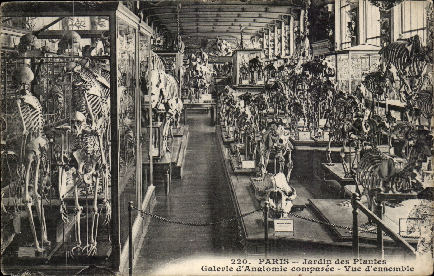 Paris - 5 - Jardin des Plantes - Galerie d'Anatomie comparee - CPA 