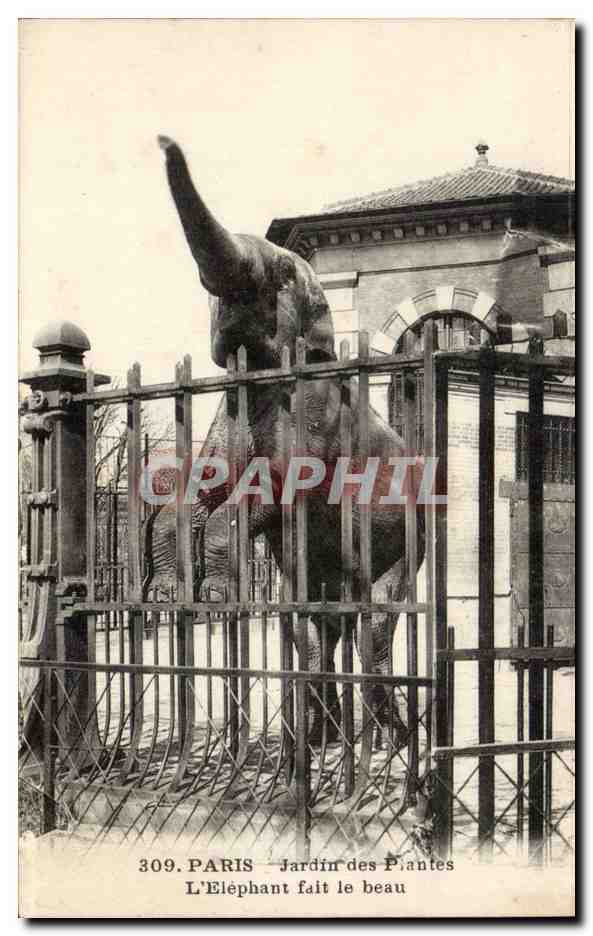 Paris - 5 - Jardin des Plantes - L'Elephant fait le beau - CPA 