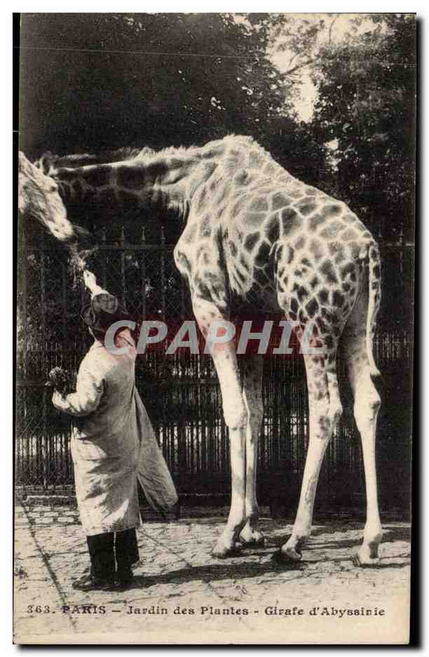 Paris - 5 - Jardin des Plantes - Girafe d'Abyssinie - Giraffe - CPA 
