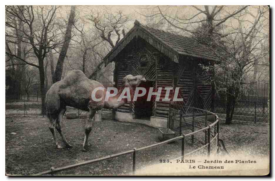 Paris - 5 - Jardin des Plantes - Le Chameau - camel - CPA 