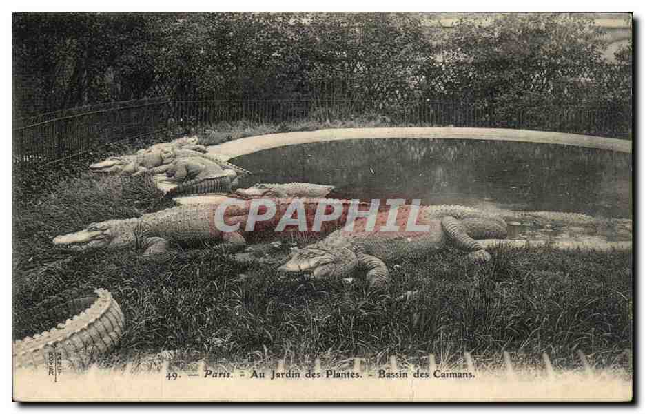 Paris - 5 - Jardin des Plantes - Bassin des Caimans - crocodile- CPA 
