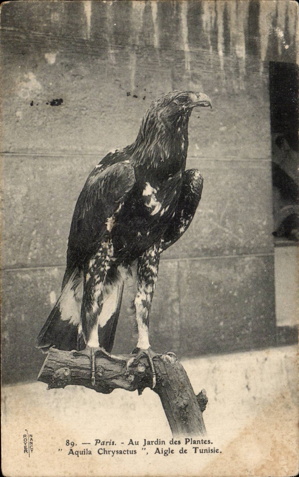 Paris - 5 - Jardin des Plantes - Aigle de Tunisie - Eagle - Tunisia CPA 