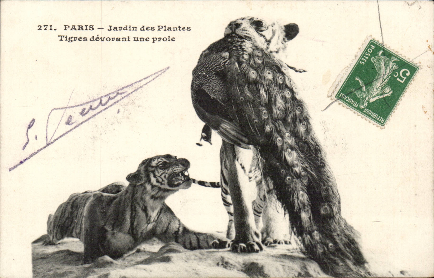 Paris - 5 - Jardin des Plantes - Tigres devorant une proie - Tiger - Big Cat CPA 