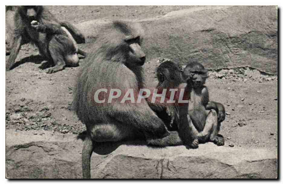 Paris - 12 - Bois de Vincennes - Parc Zoologique - Une Famille de Singe - Monkey CPA - 