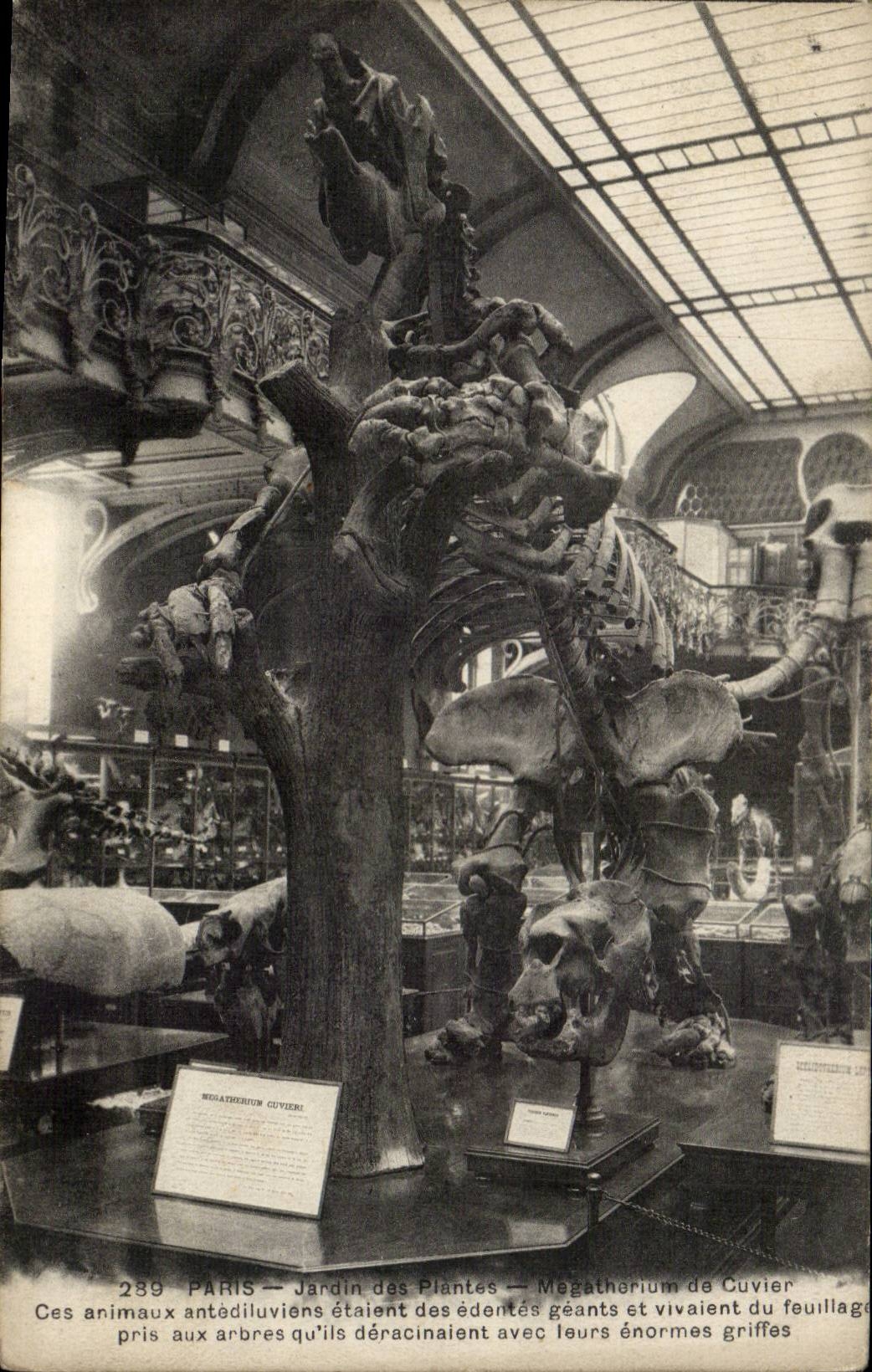 Paris - 5 - Jardin des Plantes - Megatherium de Cuvier - Animal Prehistorique prehistoric CPA - 