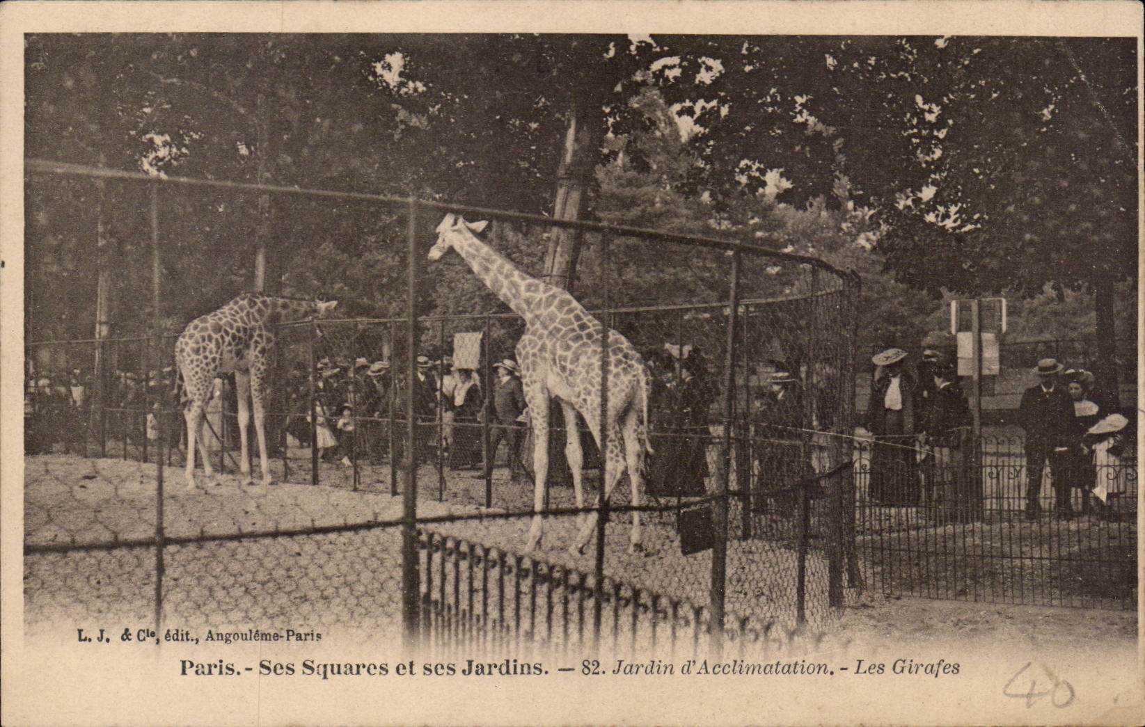 Paris - 16 - Jardin d'Acclimation - Bois de Boulogne - Les Girafes - Giraffe CPA - 