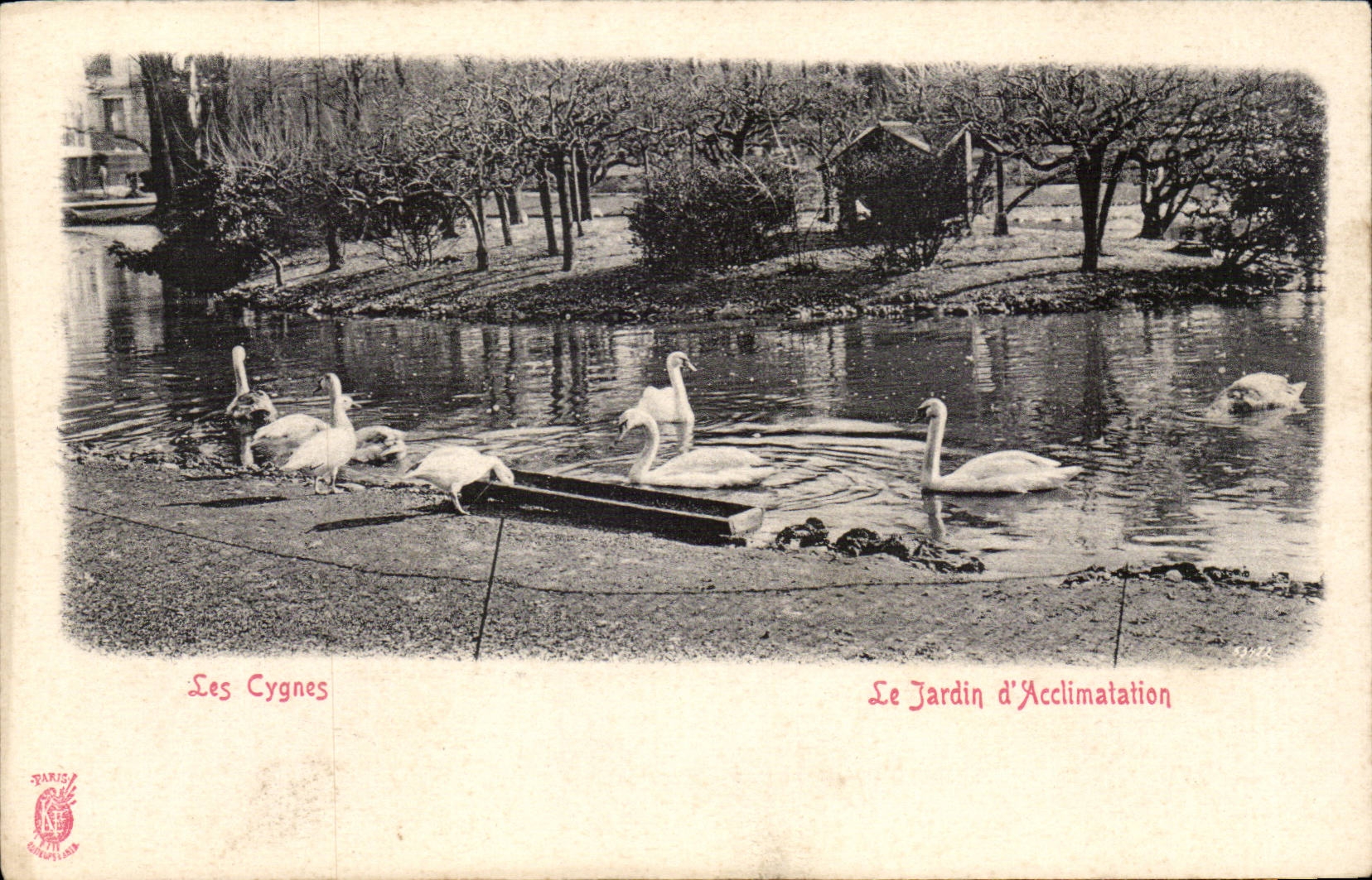 Paris - 16 - Jardin d'Acclimation - Bois de Boulogne - Les Cygnes - Swans CPA - 