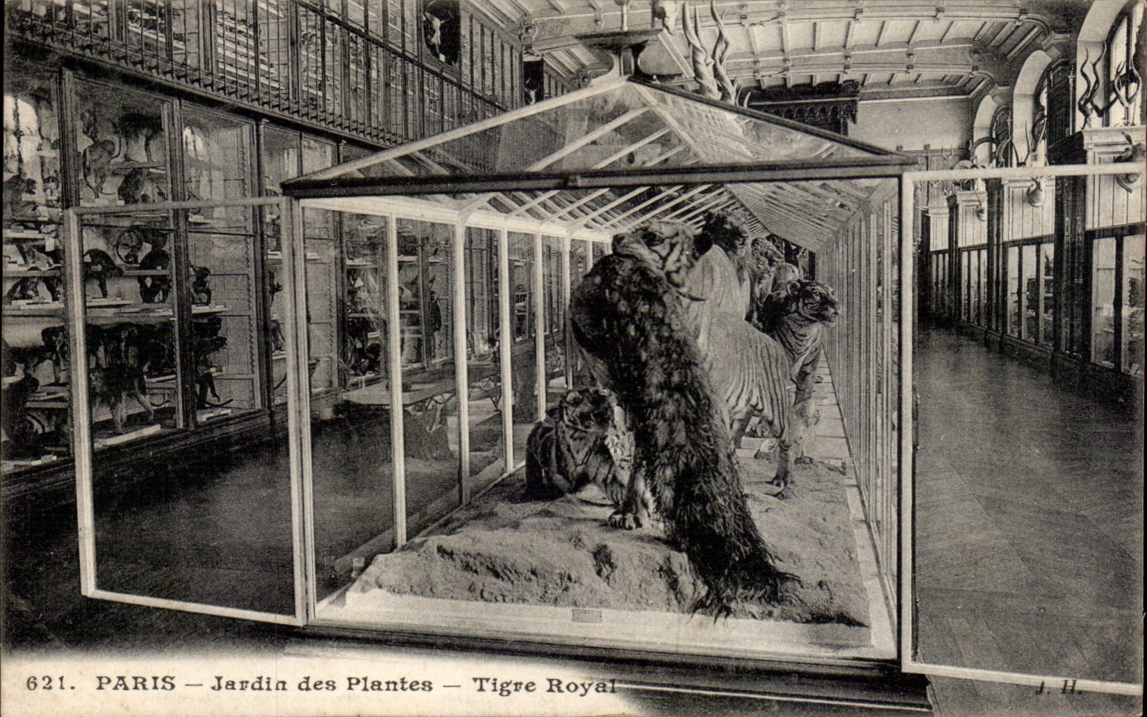 Paris - 5 - Jardin des Plantes - Tigre Royal - Tiger - Big Cat CPA - 