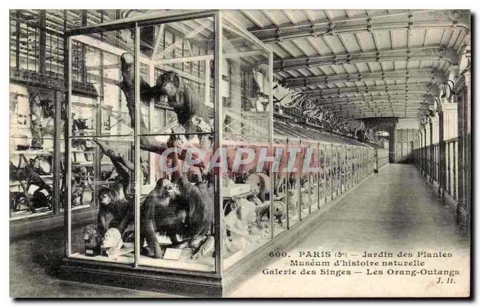 Paris - 5 - Jardin des Plantes - Galerie des Singes - Les Orang - Outans CPA - 