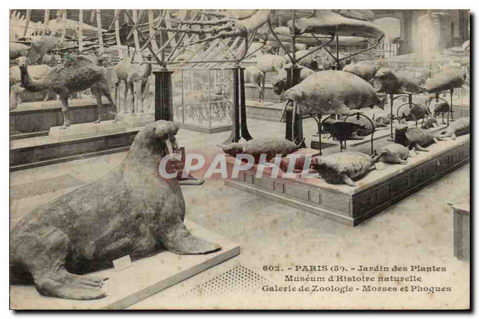 Paris - 5 - Jardin des Plantes - Galerie de Zoologie - Morses et Phoques - Seal CPA - 