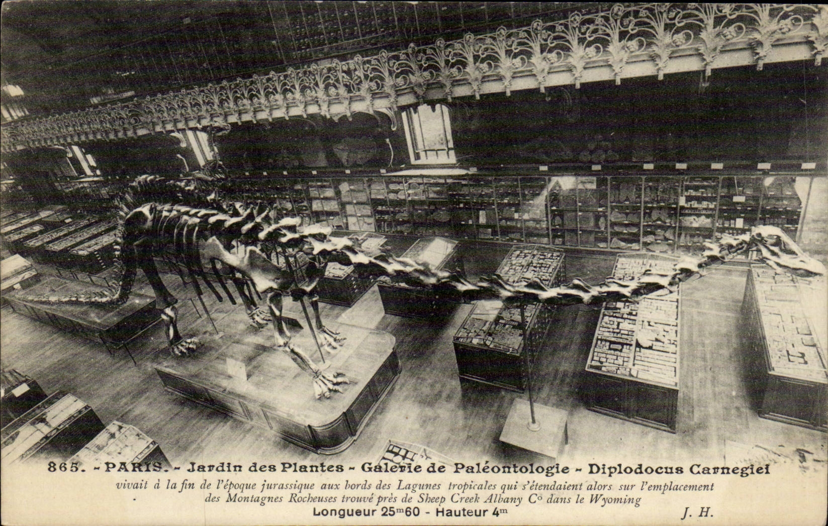 Paris - 5 - Jardin des Plantes - Galerie de Palentologie - Diplodocus - Dinosaur CPA - 