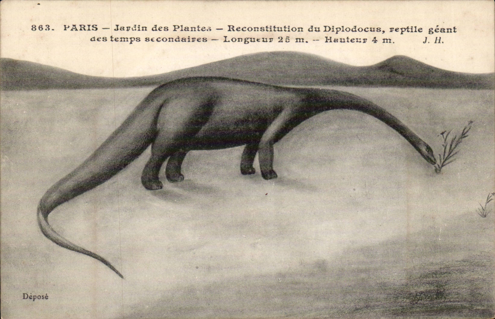 Paris - 5 - Jardin des Plantes - Reconstitution de Diplodocus - reptile geant - Dinosaur CPA - 