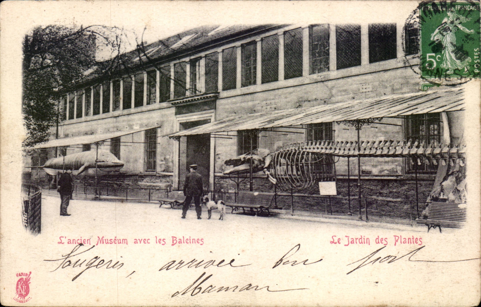 Paris - 5 - Jardin des Plantes - L'ancien Museum avec les baleines - whale CPA - 