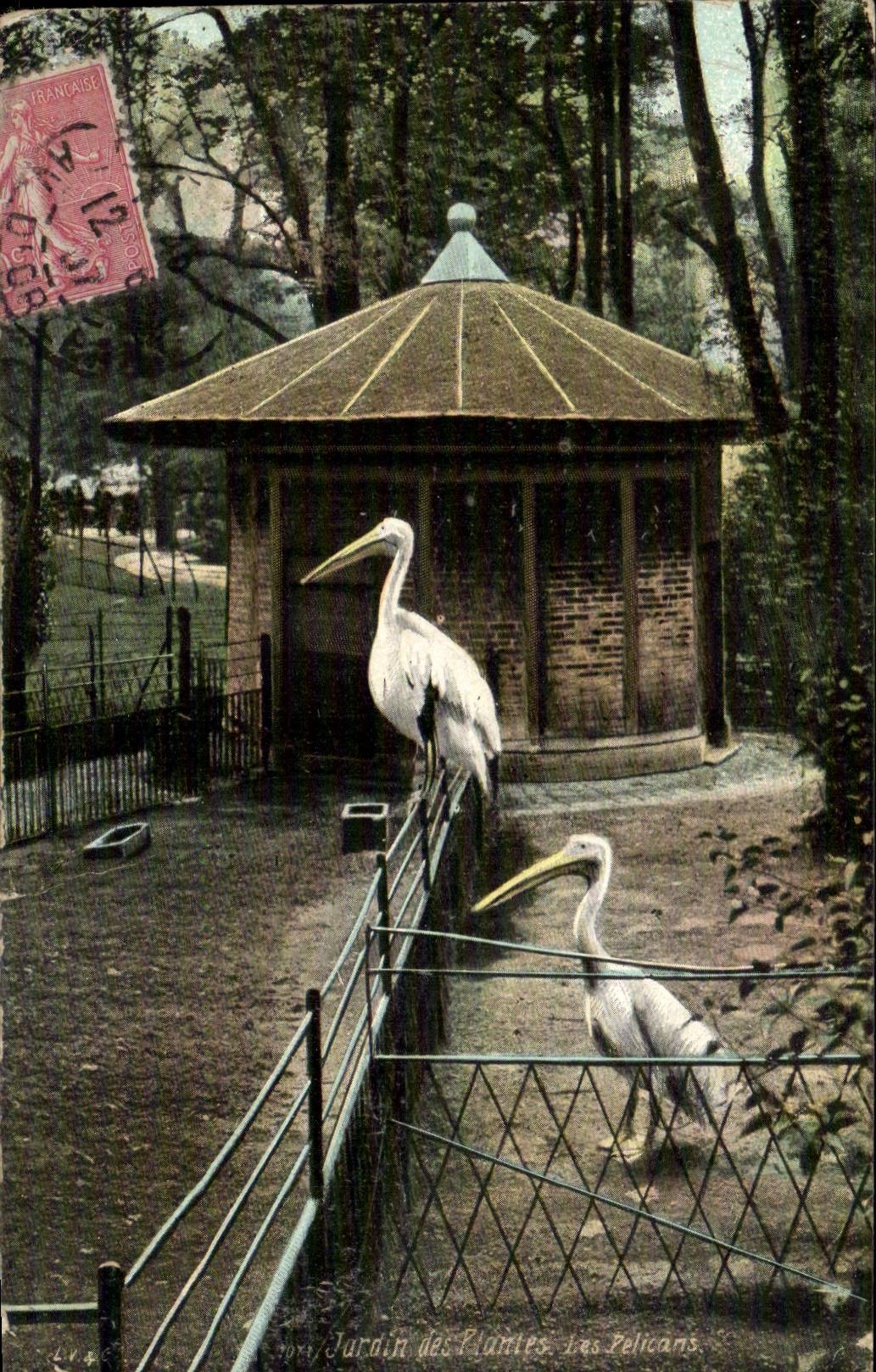 Paris - 5 - Jardin des Plantes - Des Pelicans CPA - 