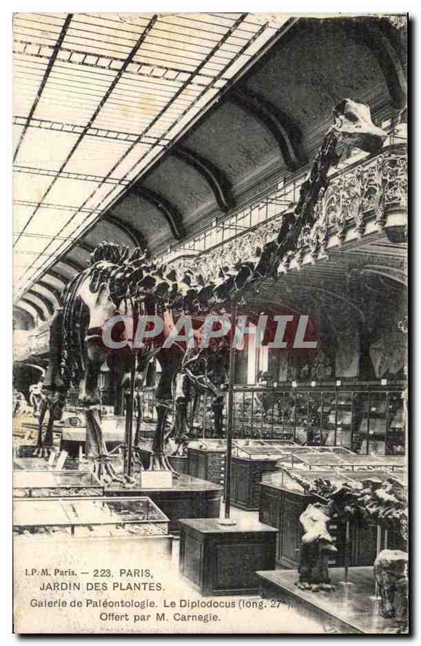Paris - 5 - Jardin des Plantes - Galerie de Palentologie - Diplodocus - dinosaur CPA - 