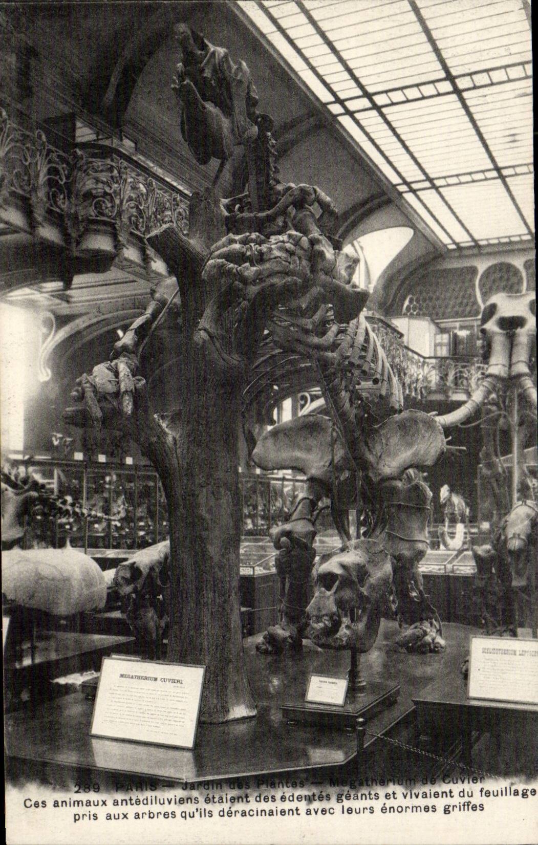 Paris - 5 - Jardin des Plantes - Galerie de Palentologie - Animal Prehistorique - Prehistoric CPA - 