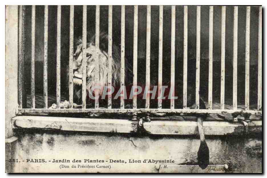Paris - 5 - Jardin des Plantes - Lion d'Abyssinie CPA 