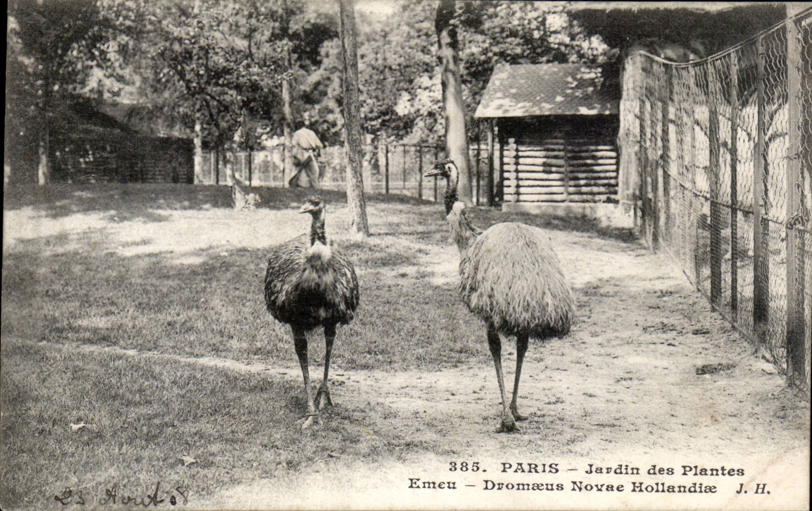 Paris - 5 - Jardin des Plantes - Emeu - Oiseau - Giant Bird CPA 