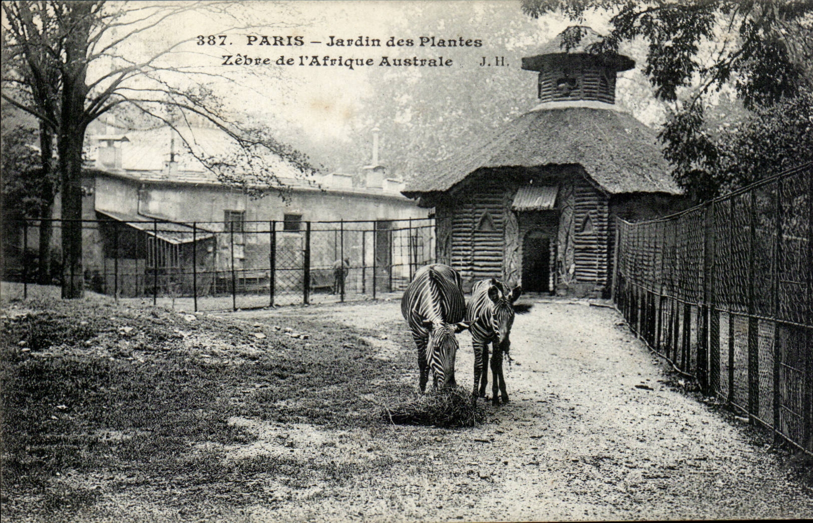 Paris - 5 - Jardin des Plantes - Zebre de l'Afrique Australe - Zebra CPA 