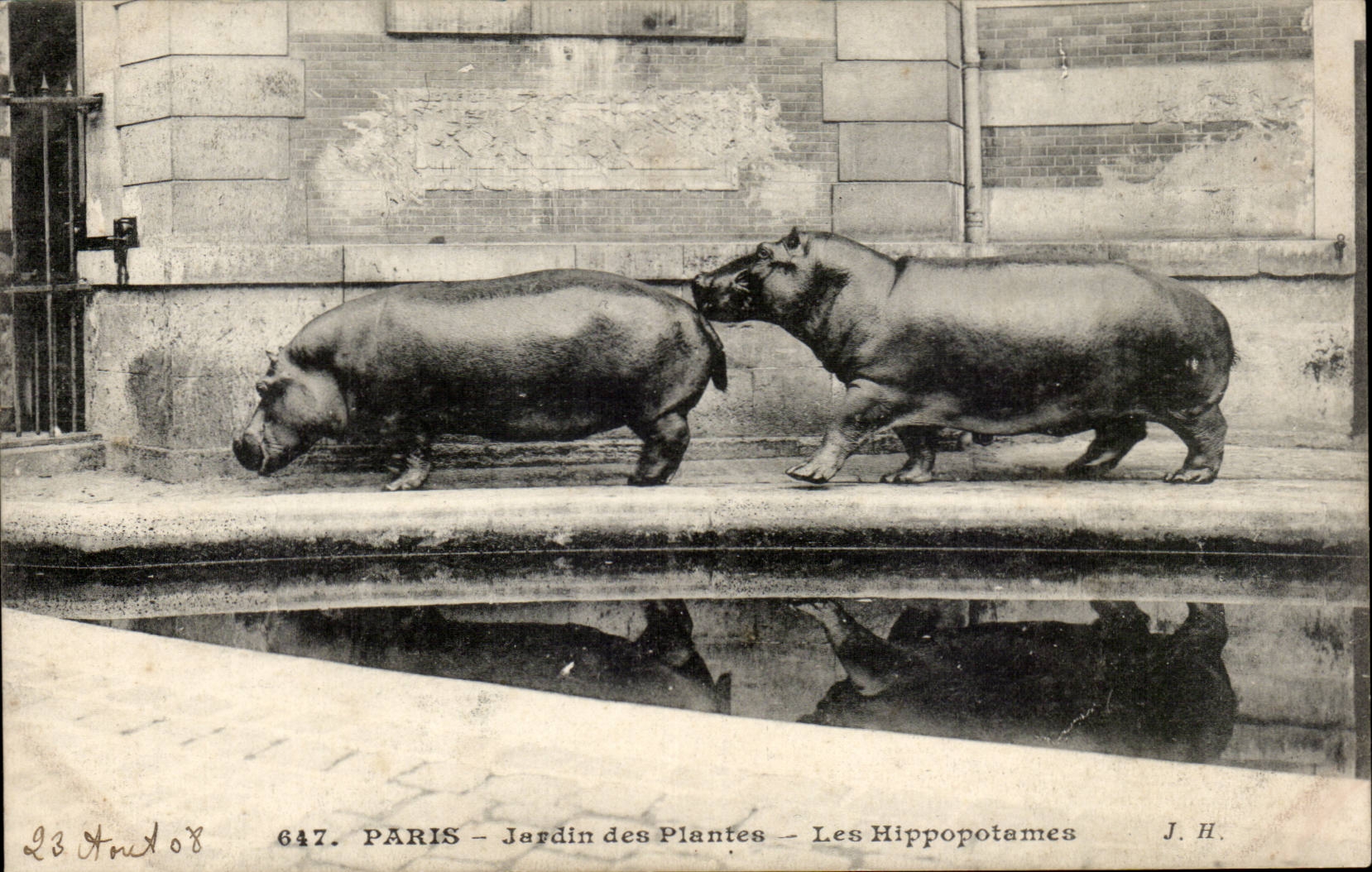 Paris - 5 - Jardin des Plantes - Les Hippopotames - CPA 