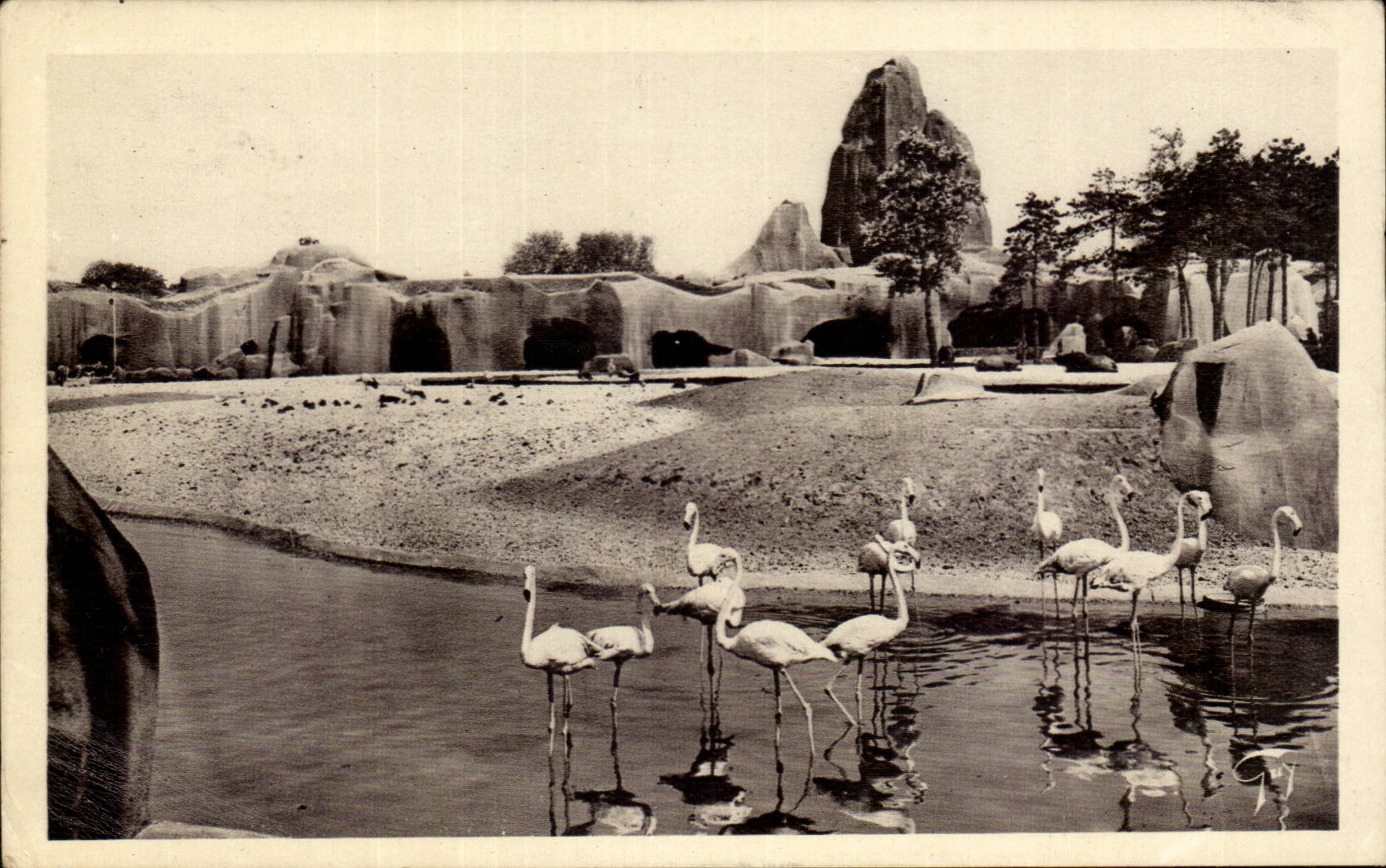 Paris - 12 - Bois de Vincennes - Jardin Zoologique - Les Flamands Roses - Red Ibis - CPA 