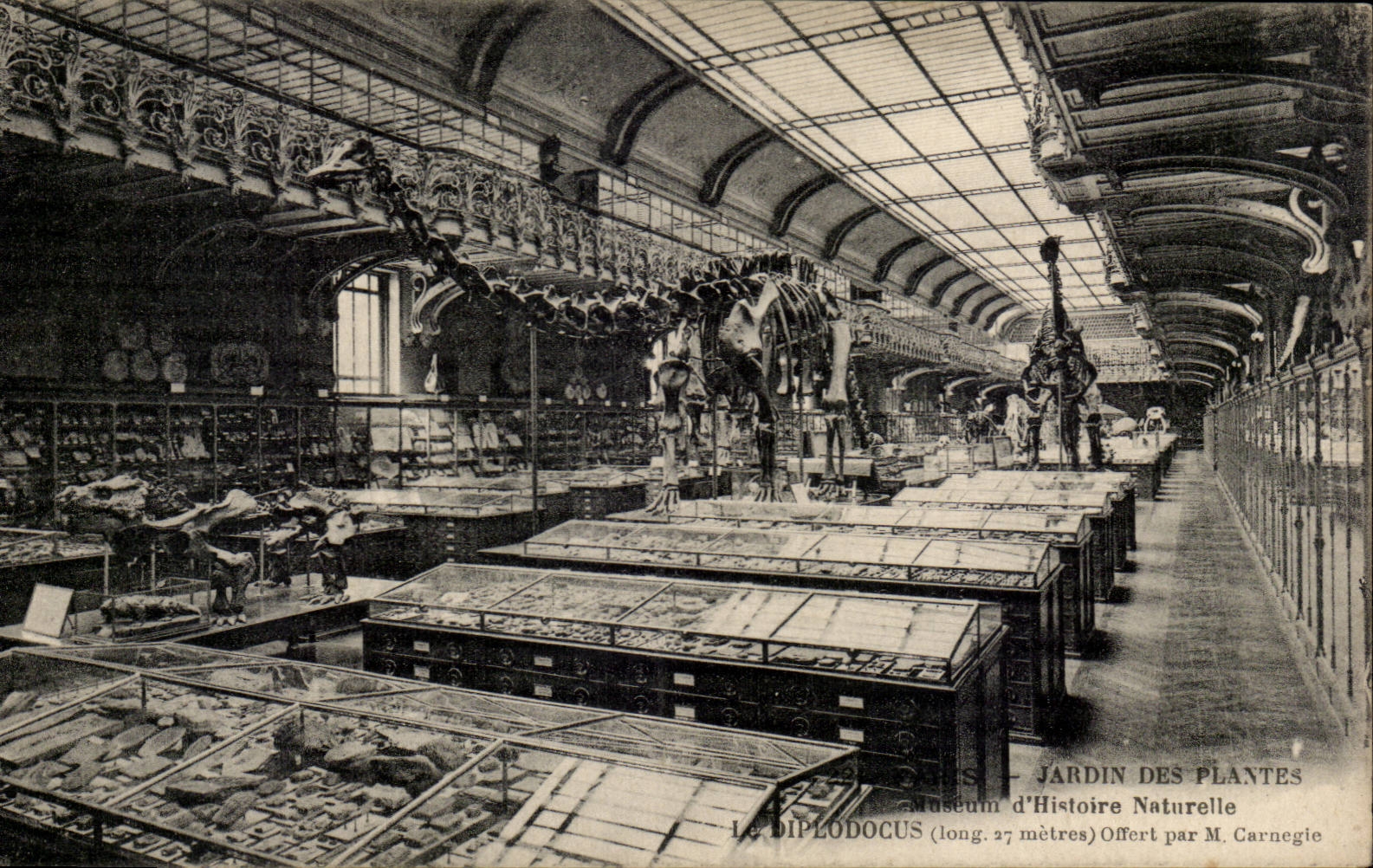 El Diplodocus — Museo de Historia Natural del Jardin des Plantes — Ofrecido por M. Carnegie