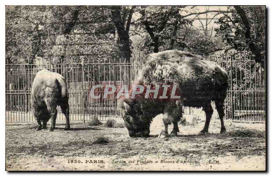 Paris CPA Jardin des Plantes Bisons d'Afrique