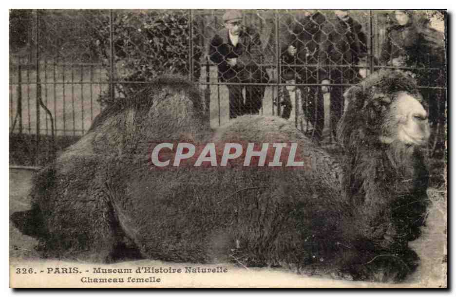 Paris CPA Jardin des Plantes Chamelle femelle (chameau camel)
