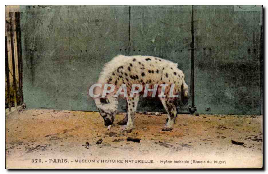 Paris CPA Jardin des Plantes Hyene tachetee (boucle du Niger)