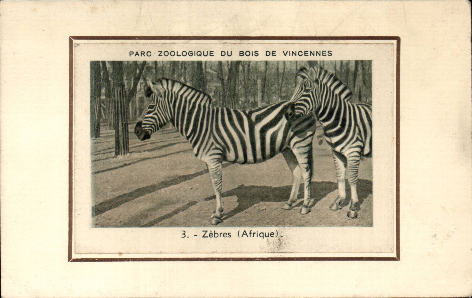 Paris CPA Parc zoologique du Bois de Vincennes Zebres (Afrique zoo) Zebra