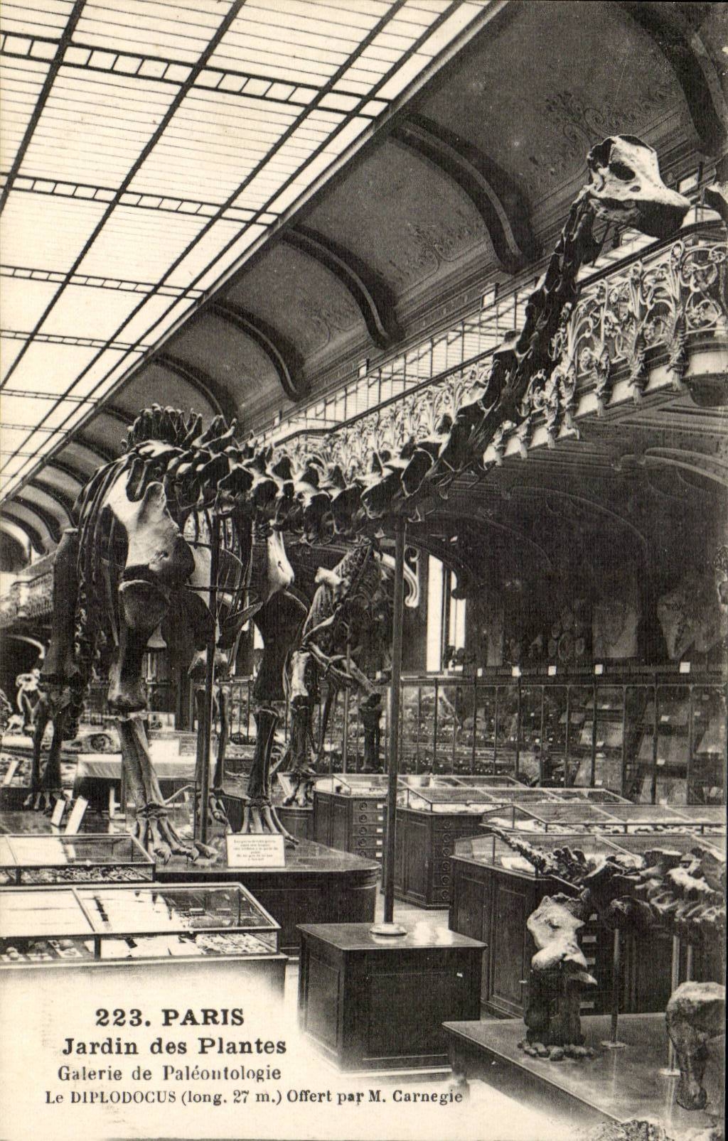 Paris CPA Jardin des plantes Galerie de Paleontologie Diplodocus Dinosaur 
