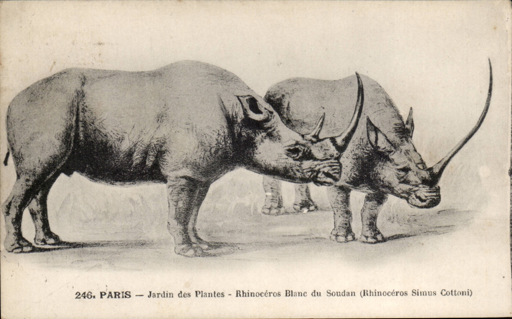Paris CPA Jardin des plantes Rhinoceros blanc du soudan (Simus cottoni)