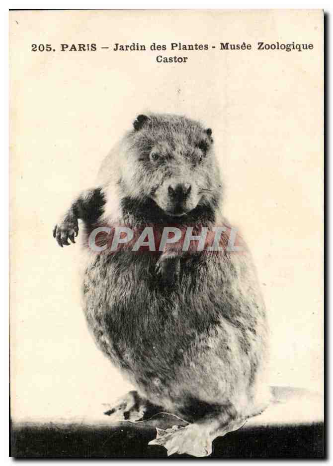 Paris CPA Jardin des plantes Musee zoologique Castor