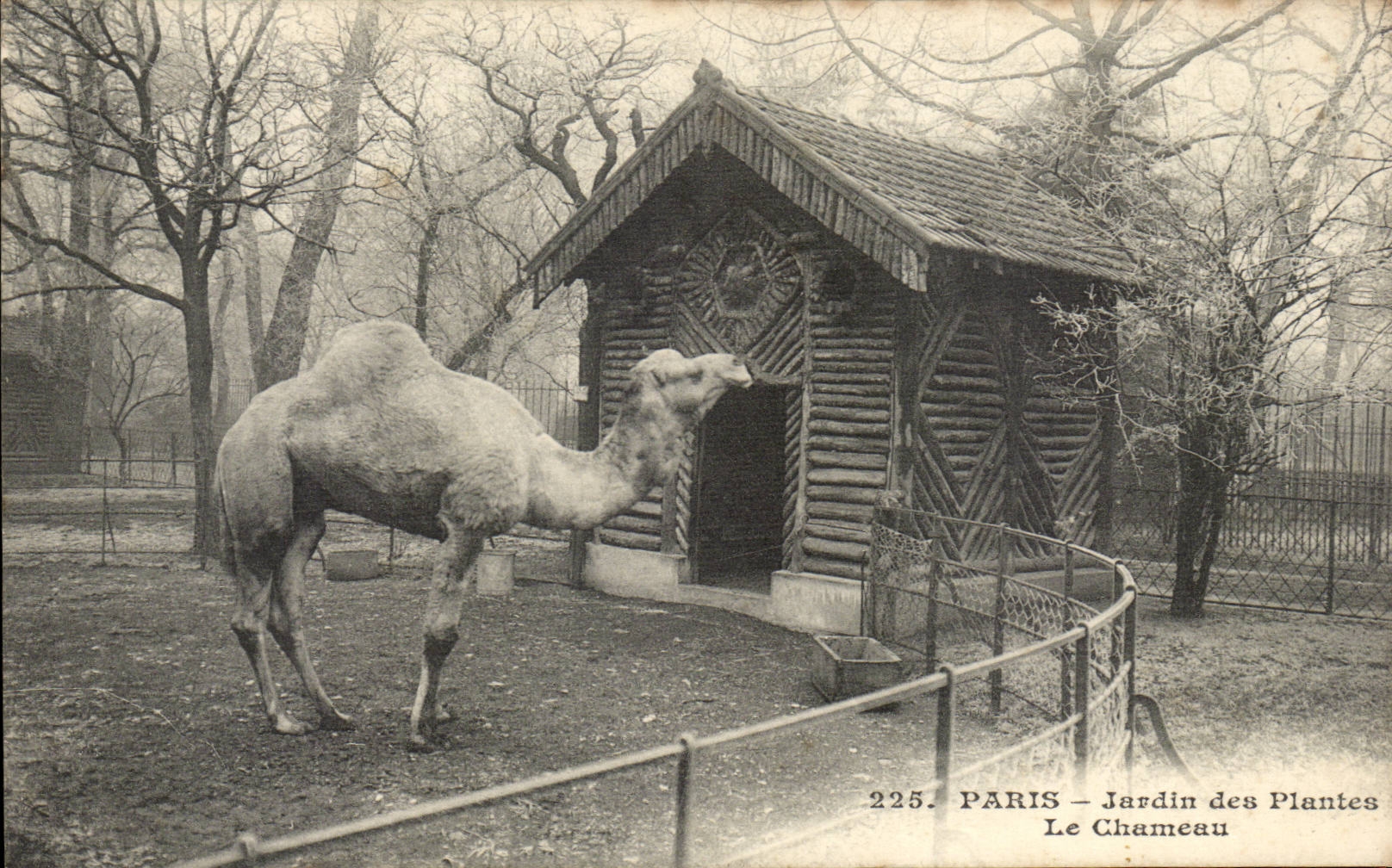 Paris CPA Jardin des plantes Le chameau (camel)