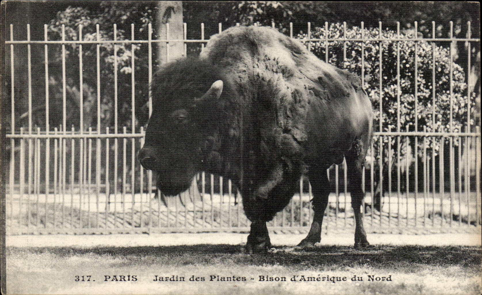 Paris CPA Jardin des plantes Bison d'amerique du Nord (bull)
