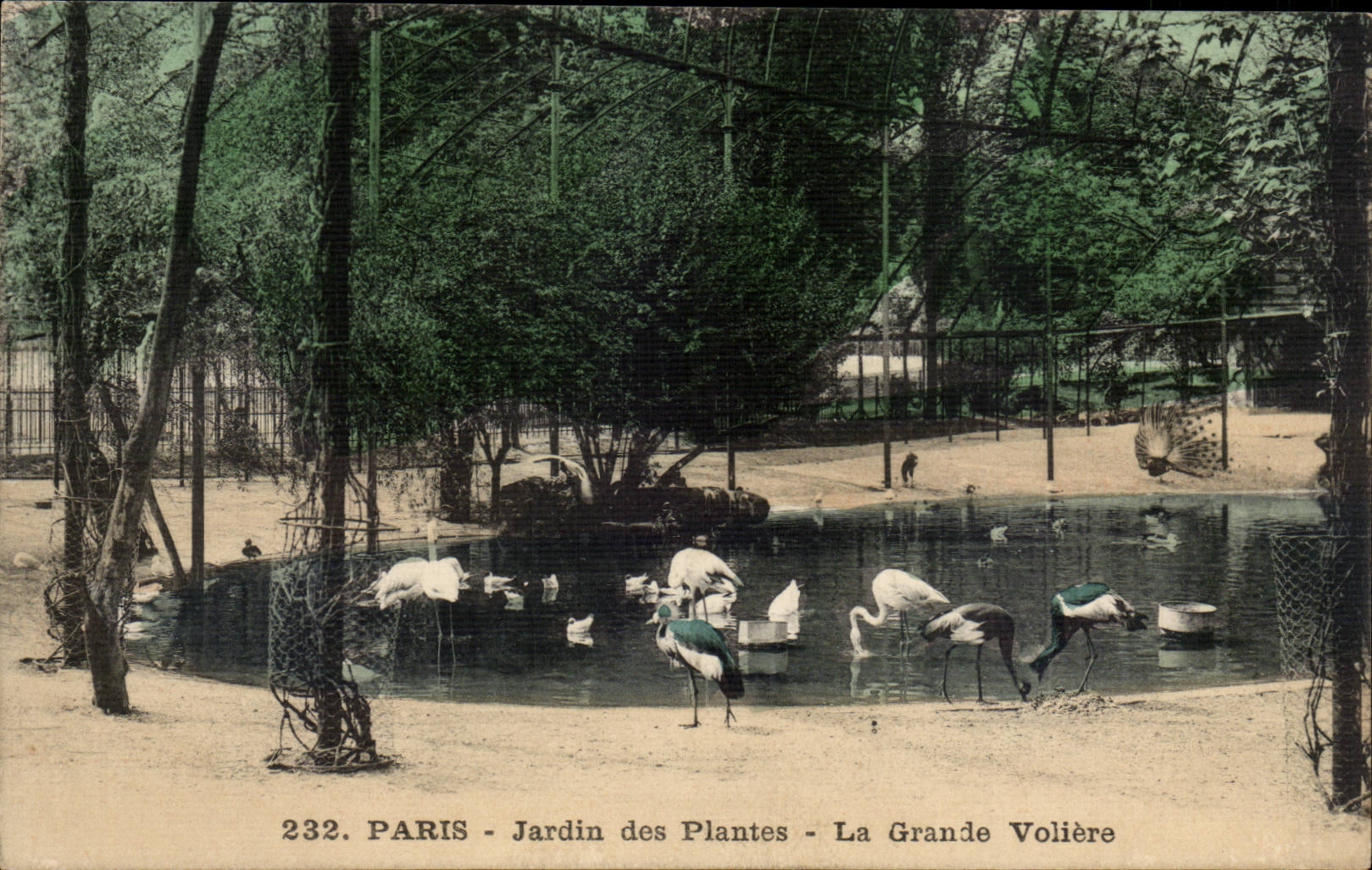 Paris CPA Jardin des plantes La grande voliere